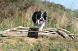BORDER COLLIE 308
